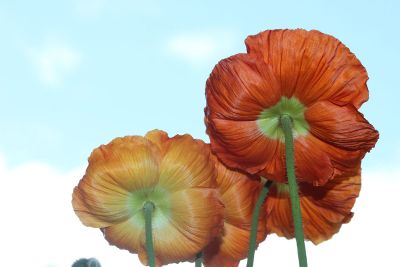 red and orange flowers