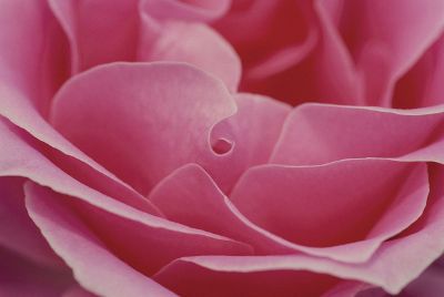 close up view of pink flower