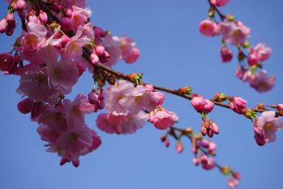 pink tree flowers