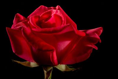 a red rose
