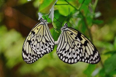 a pair of butterflies
