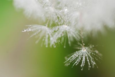 focused seed of dandelion with dew