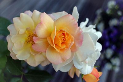 white flower with orange hue