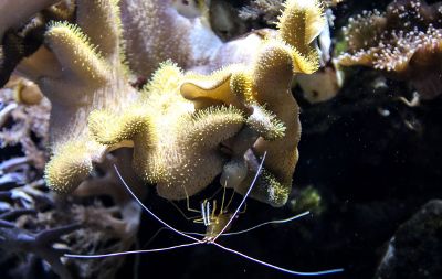 sea creature on coral