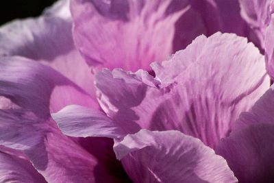 gorgeous purple flower petals