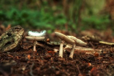 mushrooms on the ground