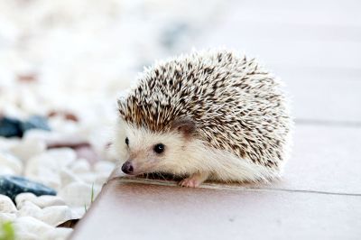 hedgehog near stones