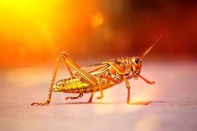 grasshopper in sun