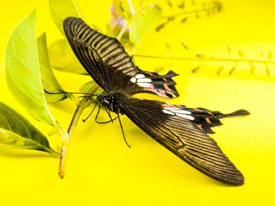 brown butterfly on a yellow background