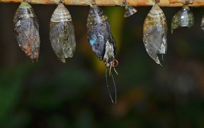 hanging mollusks and their shells