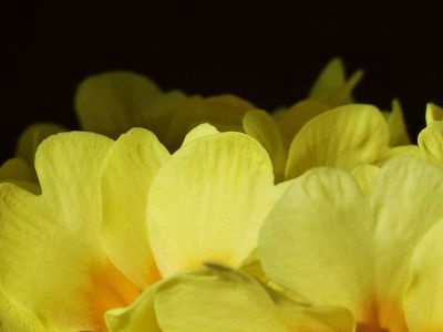 closeup of yellow flowers