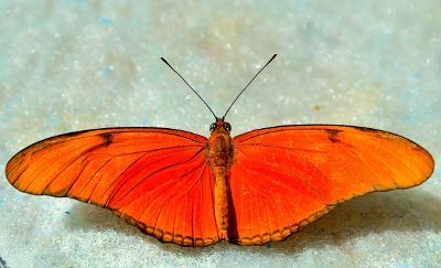 orange butterfly