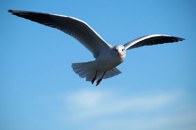 white bird flying in blue sky