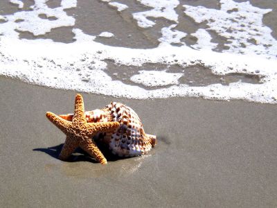 star and shell on a beach