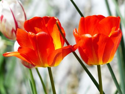 tulips in the sunshine