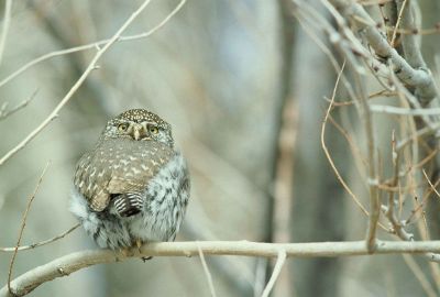 an owl looking back