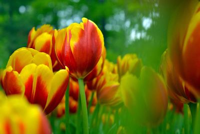 red and yellow tulips