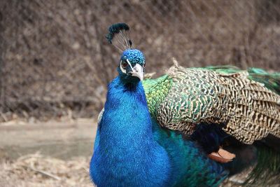 single blue peacock