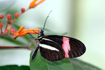 butterly on flower