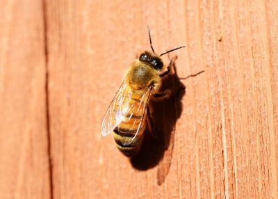 bee on wood