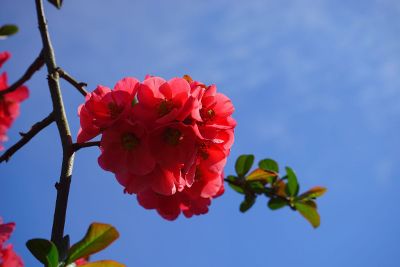 blue sky with red flowers