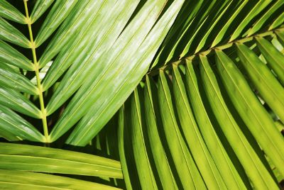 palm tree leaves