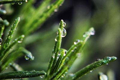 water on plants