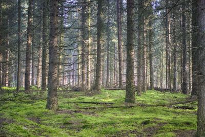 damp evergreen forest