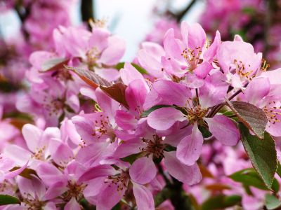 closeup of pink cherry blossoms