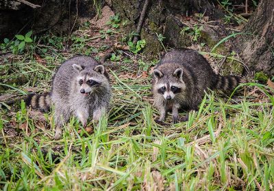 two raccoons