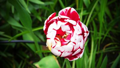 eye withing the beauty of flowers