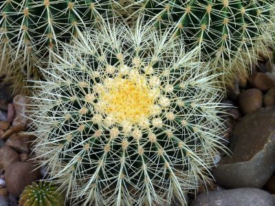 desert cactus