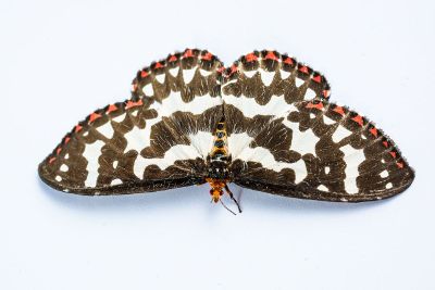 butterfly markings