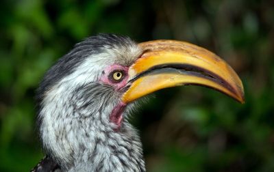 long beaked bird