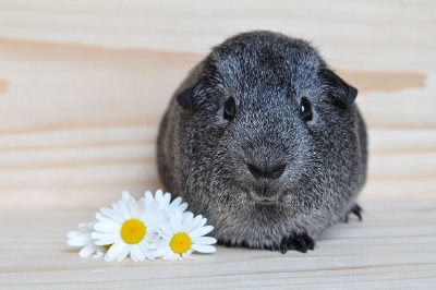 guinea pig with daisies