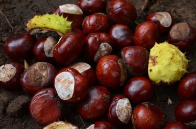 seeds in a pile