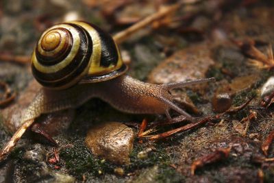 snail moves over forest floor