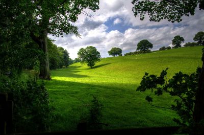 sunlit field