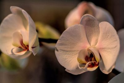 orchids blooming