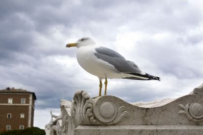 seagull perched on cornice