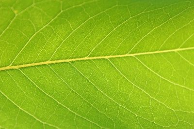green leaf close up