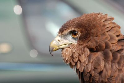 closeup of eagle