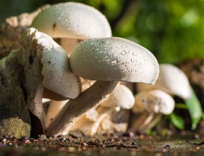 mushrooms with dew