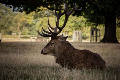 deer with antlers