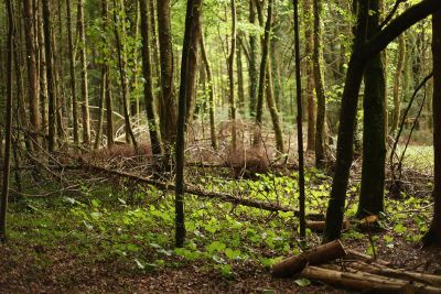 brown trees in a green forest