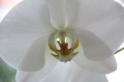 close up of a white flower