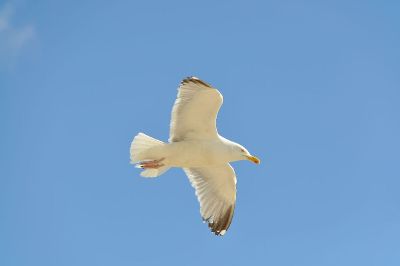 seagull in flight