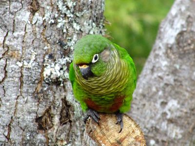 green parrot perched in a tree