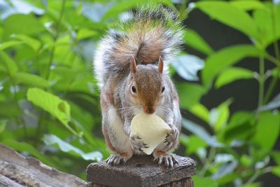 squirrel eating chip