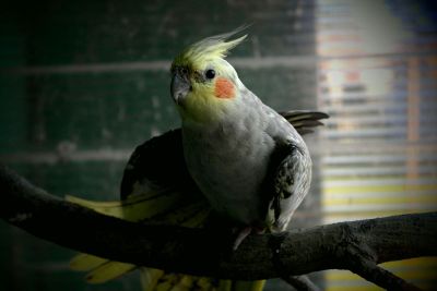 pet parakeet